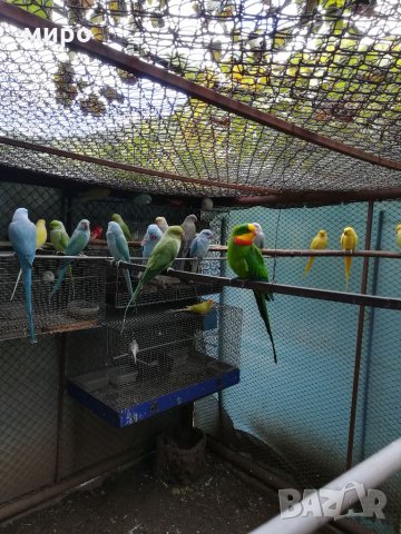 Различни видове папагали, Ферма " Meshi i Sie" 