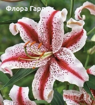 ЛИЛИУМ - Луковици/ПРЕДВАРИТЕЛНИ ПОРЪЧКИ, снимка 4 - Сортови семена и луковици - 40209682