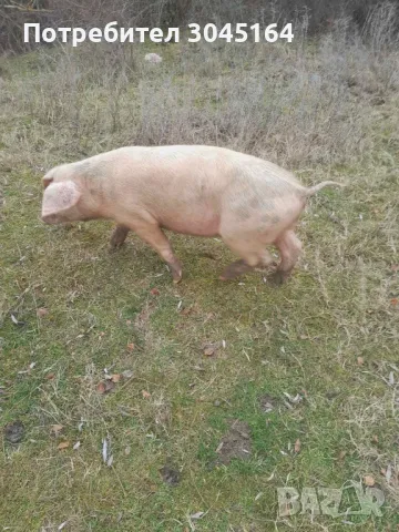 Продавам свободно отглеждани прасета за клане и майки прасета , снимка 3 - Прасета - 48487322