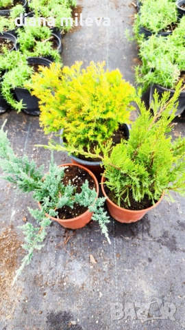 Промо пакет от 3бр студоустойчиви иглолистни и вечнозелени растения!, снимка 2 - Градински цветя и растения - 50929669