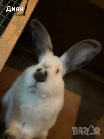 Калифорнийски зайци