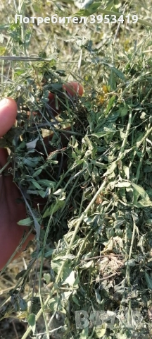 чиста люцерна за зайци, снимка 1