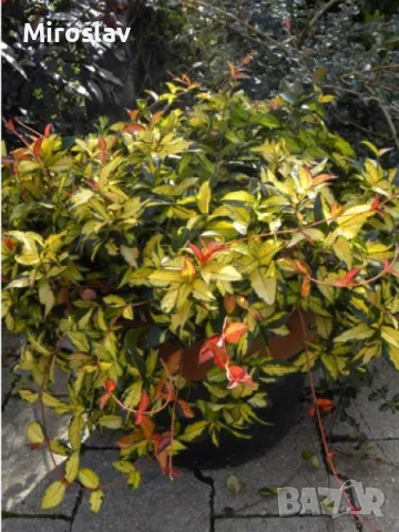 Азиатски Жасмин-(Триколор), снимка 4 - Градински цветя и растения - 49373875