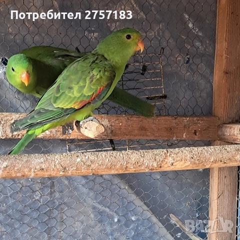 продавам папагали чифт червнокрили папагали, снимка 2 - Папагали - 52755581