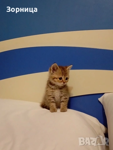 Британско коте , снимка 15 - Британска късокосместа - 54330980