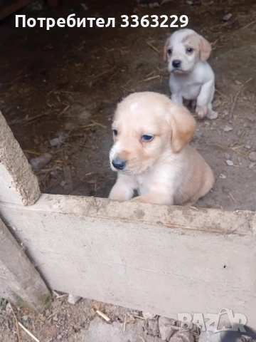 Продавам кокерчета , снимка 5 - Кокер шпаньол - 54271256