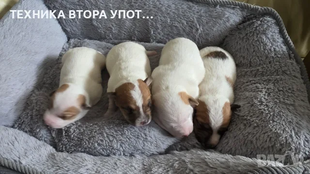 джак ръсел териер, снимка 2 - Джак ръсел териер - 56245930