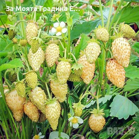 Жълта горска Ягода 🍓, снимка 4 - Разсади - 49491757