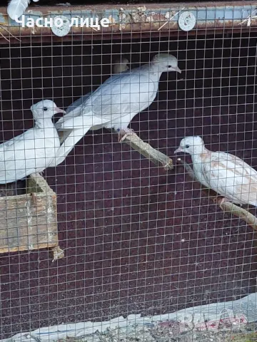 Качулати гугутки 