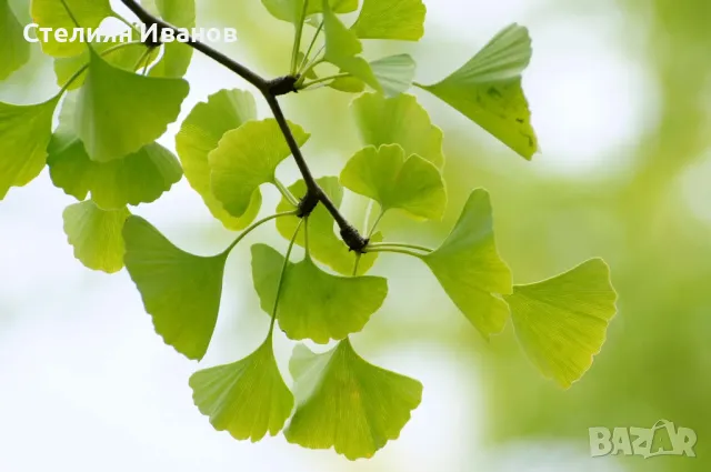 Гинко билоба (Ginkgo biloba), снимка 2 - Градински цветя и растения - 50197097