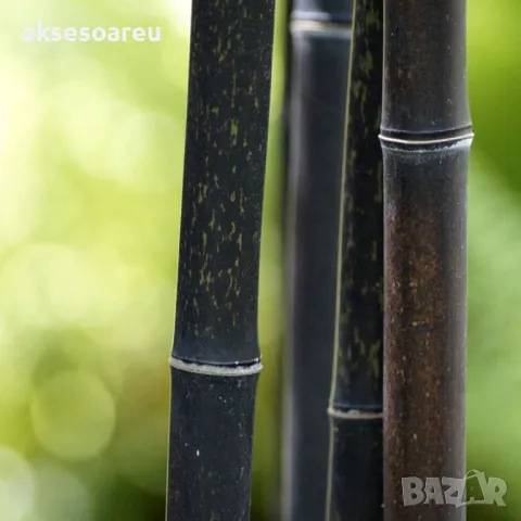 100 бр. ЧЕРНИ бамбукови семена - Phyllostachys nigra - Издръжлив рядък вид вечнозелен черен бамбук, снимка 17 - Сортови семена и луковици - 48993267