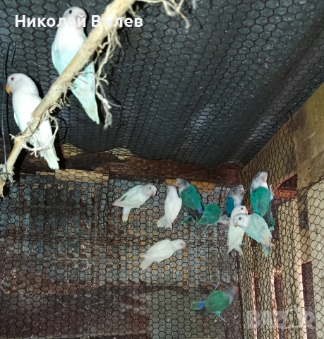 Неразделки 