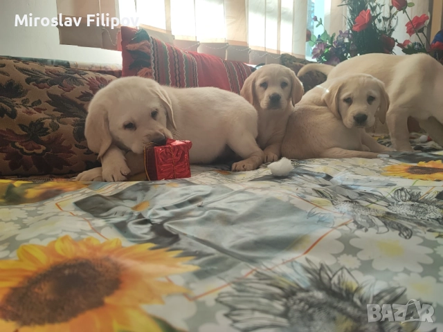 Лабрадор 2-мъжки 2-женски , снимка 8 - Лабрадор ретривър - 52869132