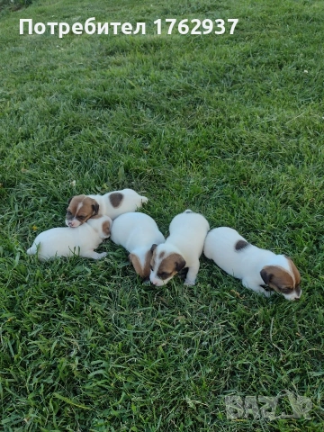 Джак Ръсел Териер , снимка 3 - Джак ръсел териер - 49604367