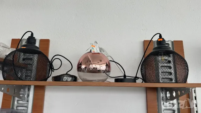 Полилей , снимка 3 - Полилеи - 49748726