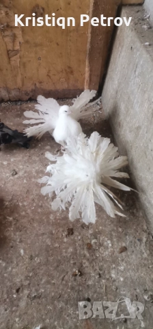 продавам фенерлии