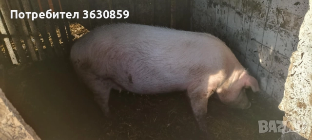 Продавам свиня след второ прасило , снимка 2 - Прасета - 52970456