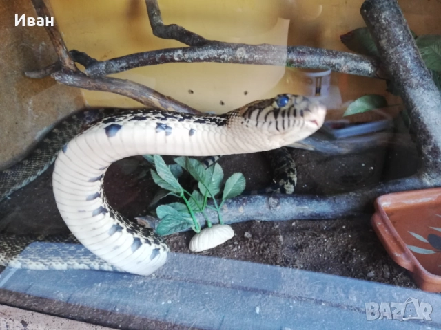 Змия смок Бул снейк Pituophis Catenifer, снимка 3 - Змии - 51658361