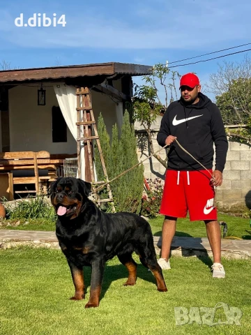 Ротвайлери , снимка 2 - Ротвайлер - 51151737