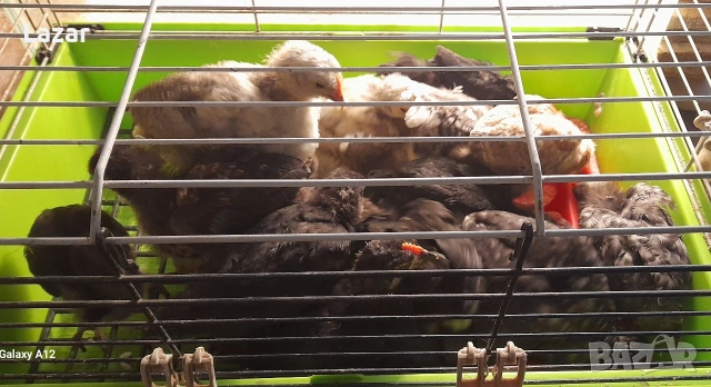 Продавам домашно люпени пиленца, снимка 5 - други­ - 54076730