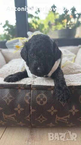 Poodle toy/Пудел Той