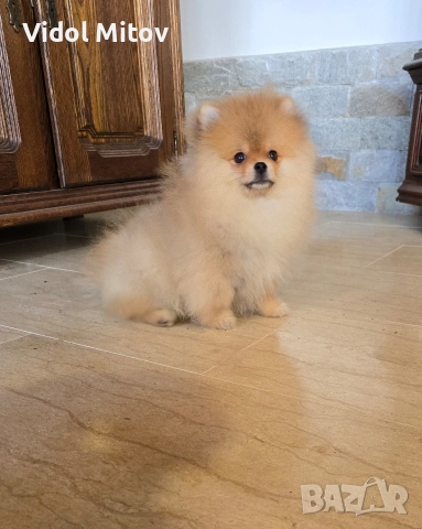 Мини Померан 