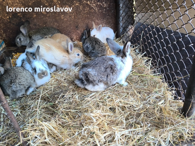 Продавам зайци , снимка 2 - Други - 52790043