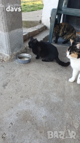 Черна котка на 6 месеца търси дом, снимка 4 - Други - 53116657