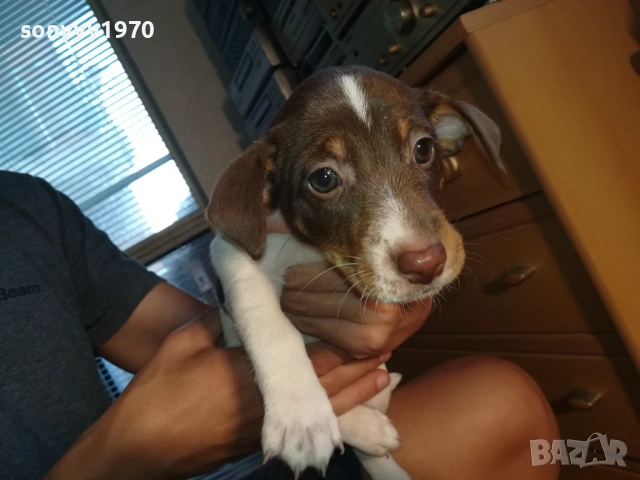 МОМИЧЕНЦЕ-ДЖАК РЪСЕЛ НА 40 ДЕНА 2809252012, снимка 3 - Джак ръсел териер - 51870591