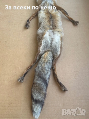 Препарирана лисица, снимка 13 - Други - 54350684