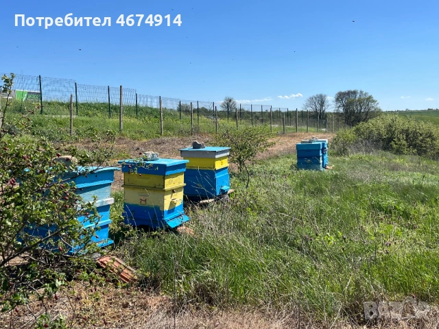 Пчелни кошери в гр. Варна, снимка 3 - За пчели - 54324749