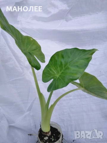 Мини   трилистник