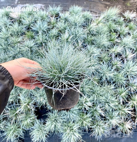 Фестука Глаука - синя трева, снимка 1