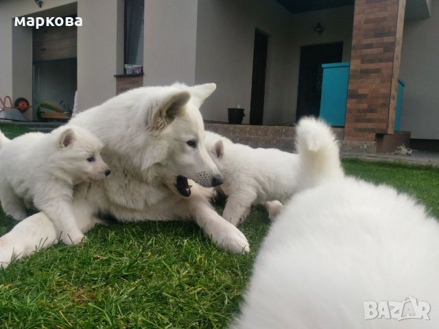 Бели овчарки: Купи кученца на ХИТ цени онлайн — Bazar.bg