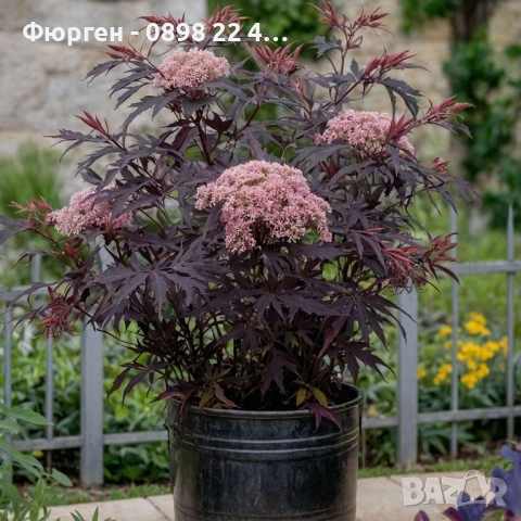 Черен Бъз - Ева (Sambucus nigra 'Eva' BLACK LACE), снимка 2 - Разсади - 51077254