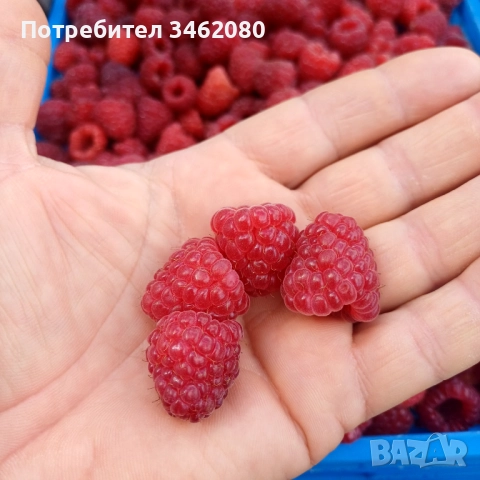 Разсад Малини