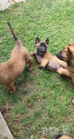 Белгийски овчарки , снимка 3 - Други - 52314410