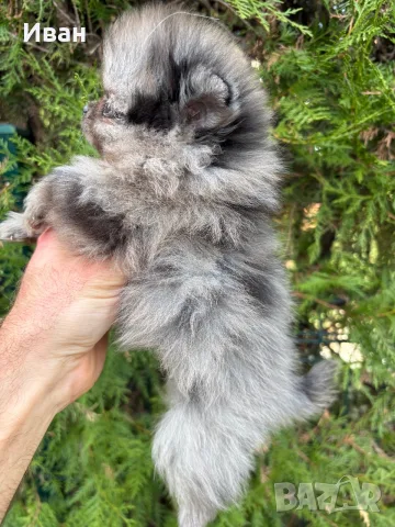 померан мъжки и женски