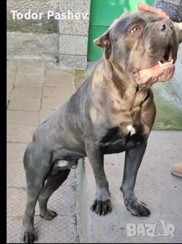 Мъжко кане корсо за разплод