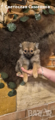 Мини померански шпиц и 2 бр пинчери, снимка 2 - Пинчер - 52832815