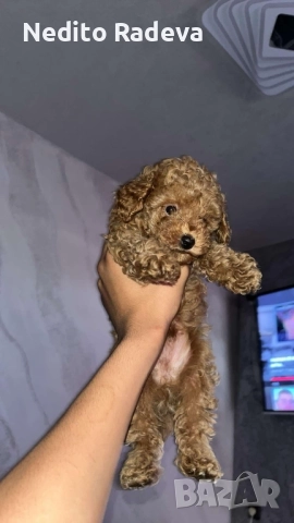 Той-teacup пудел , снимка 4 - Търси партньор - 52806986