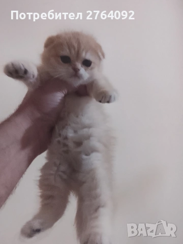 продавам шотландски клепоухи котета, снимка 12 - Чинчили - 53878883