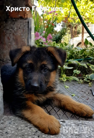 Развъдник”Georgiev Nouse”продава малки чистокръвни немски овчарки женски, снимка 2 - Немска овчарка - 51432181
