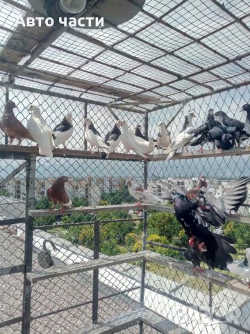 Пазарджишки високо летачи, снимка 16 - Гълъби - 37544259