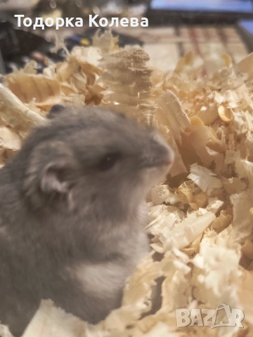 Продавам мъжки хамстери баба има алергия към него и го продавам върви с аквариум, снимка 3 - Хамстери - 53326946