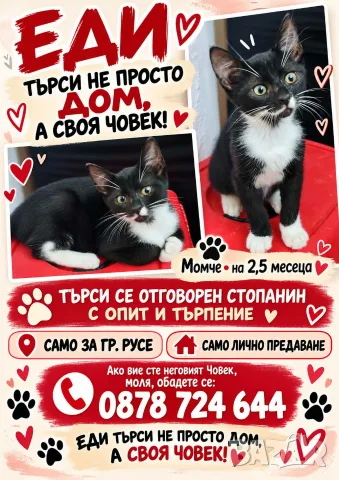 СПЕШНО ! Търси се дом за котето Еди! 🐾 (гр. Русе)