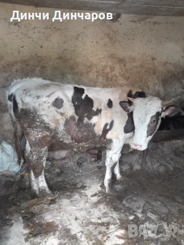 Продавам телета и прасета, снимка 1