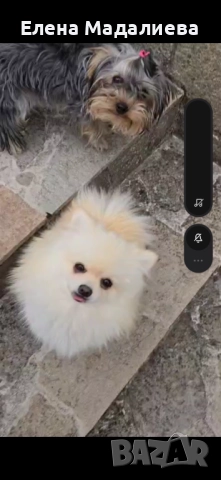 Померан. Момиче. , снимка 1