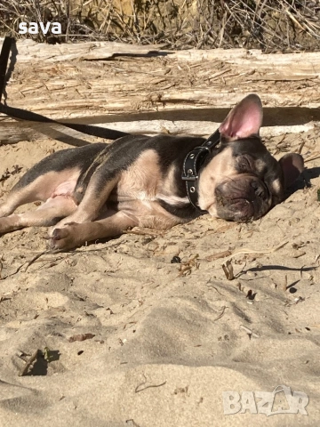Френски булдог лилак син, снимка 6 - Френски булдог - 54225829