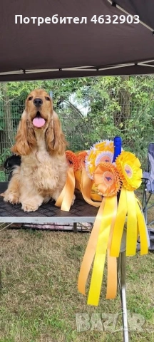 кокер шпаньол момче родословен баща , снимка 10 - Кокер шпаньол - 52716913